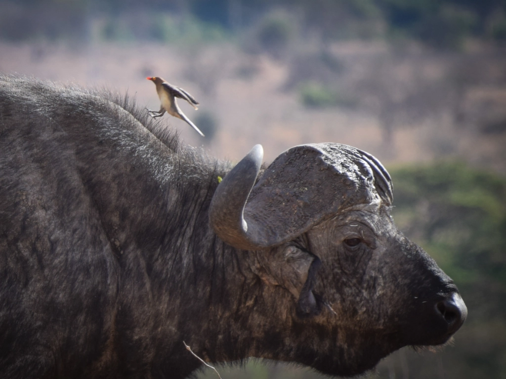 Dive and Safari packages - buffalo