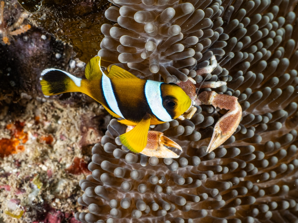 Clownfish and crab