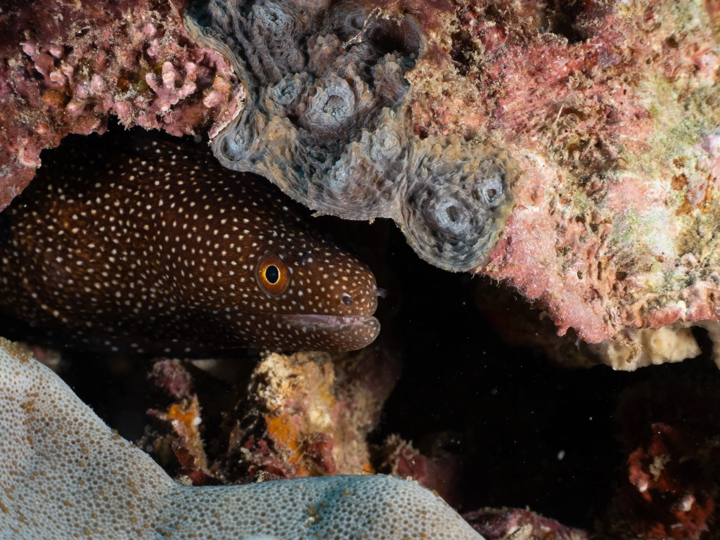 Moray Eel