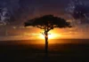 Dive & Safari Packages- Live the Lion King and Finding Nemo in the Same Trip dive and safari packages