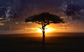 Dive & Safari Packages- Live the Lion King and Finding Nemo in the Same Trip dive and safari packages