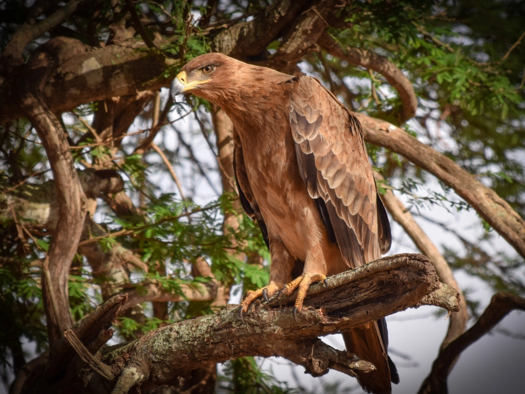 Dive and Safari packages - eagle