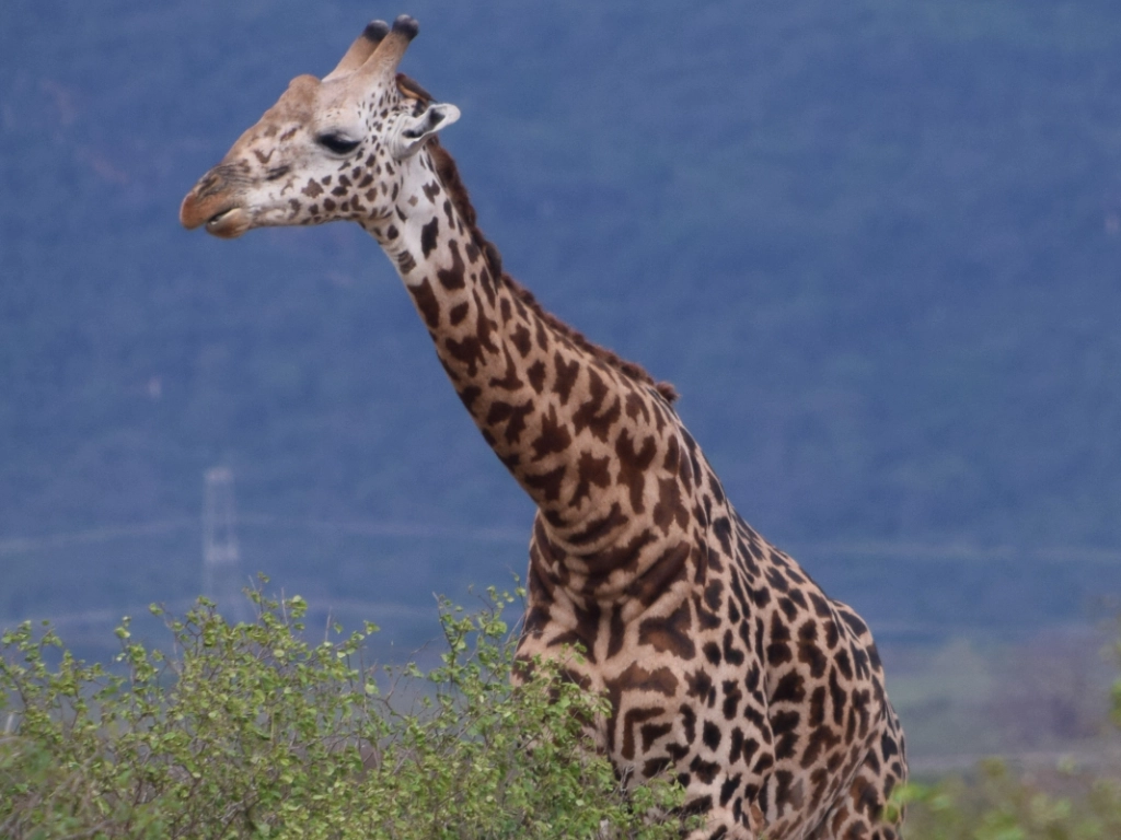 Dive and Safari packages - giraffe
