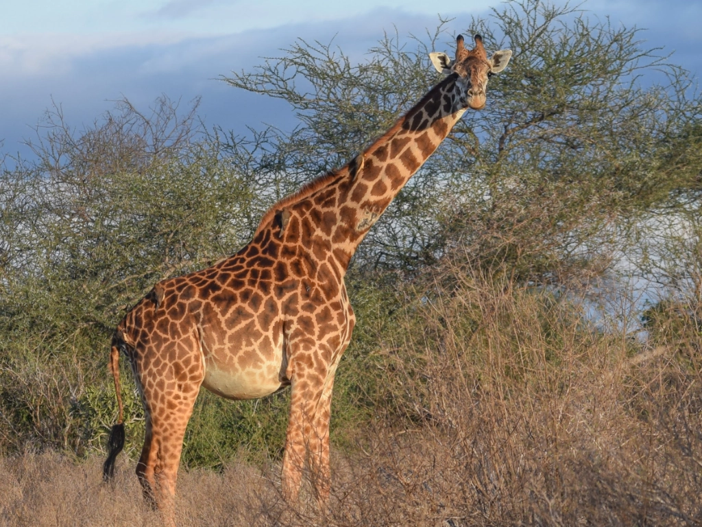 Dive and Safari packages - giraffe