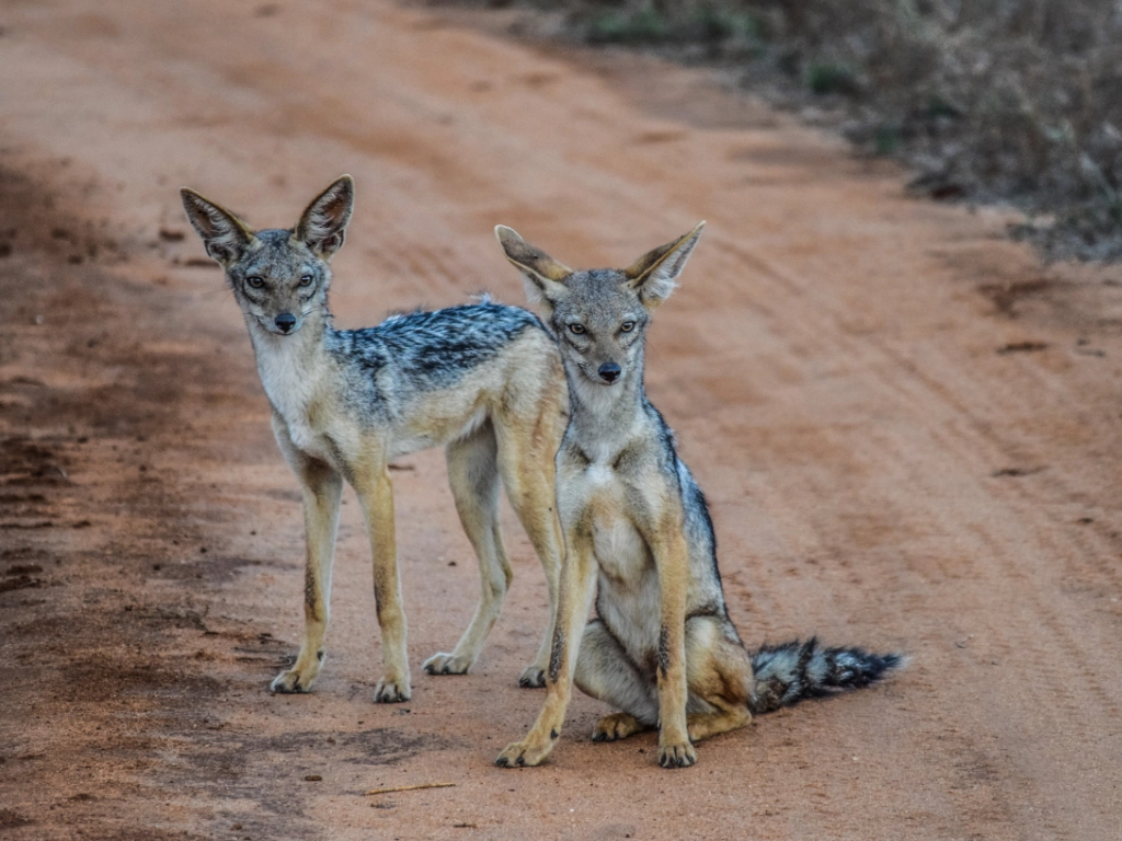 Dive and Safari packages - jackal