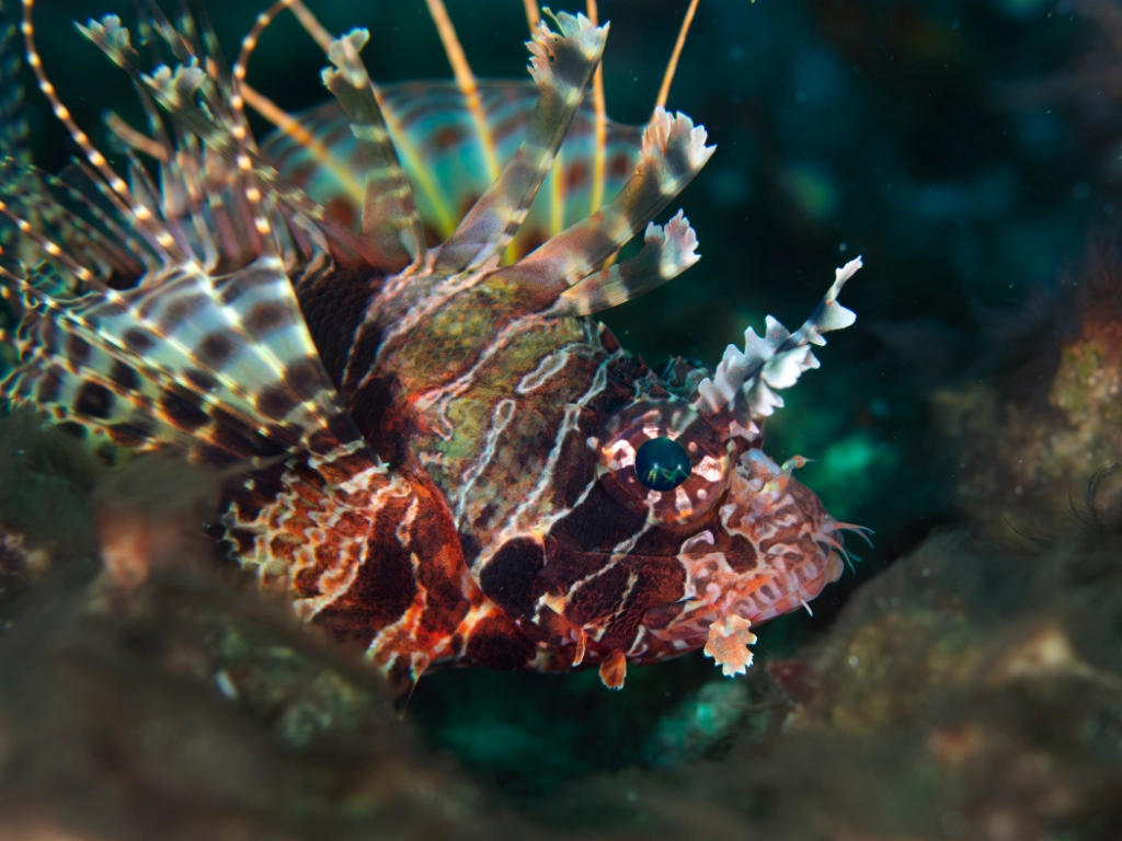 Lion fish