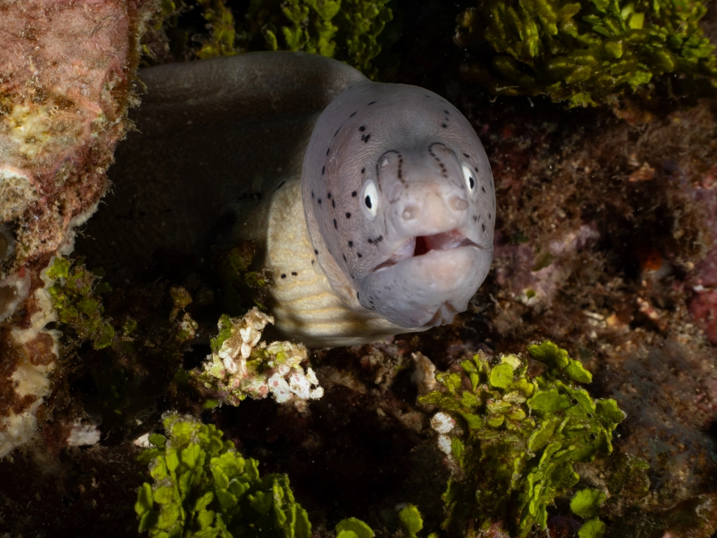 Moray