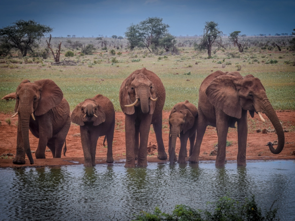 Dive and Safari packages - elephant