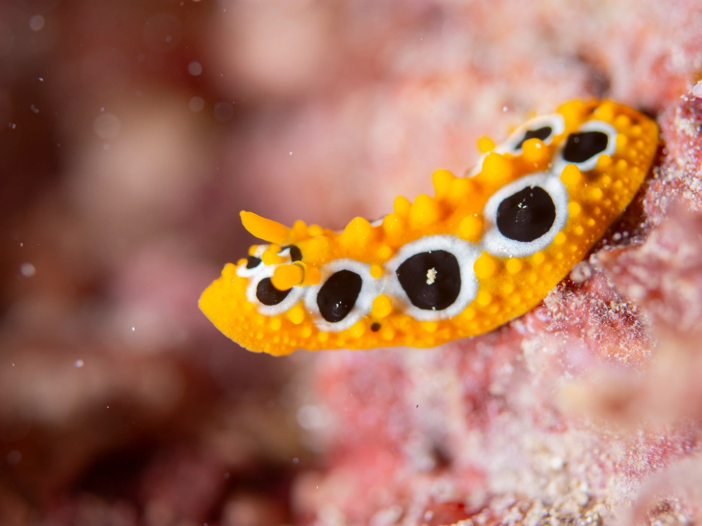 Nudibranch