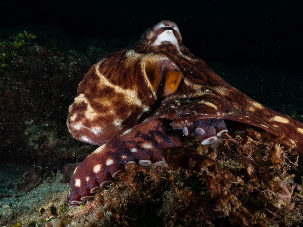 Octopus