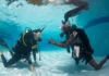 Why It’s a Good Idea to Refresh Your Dive Skills Before Diving Again Open Water Diver Confined Water Learning