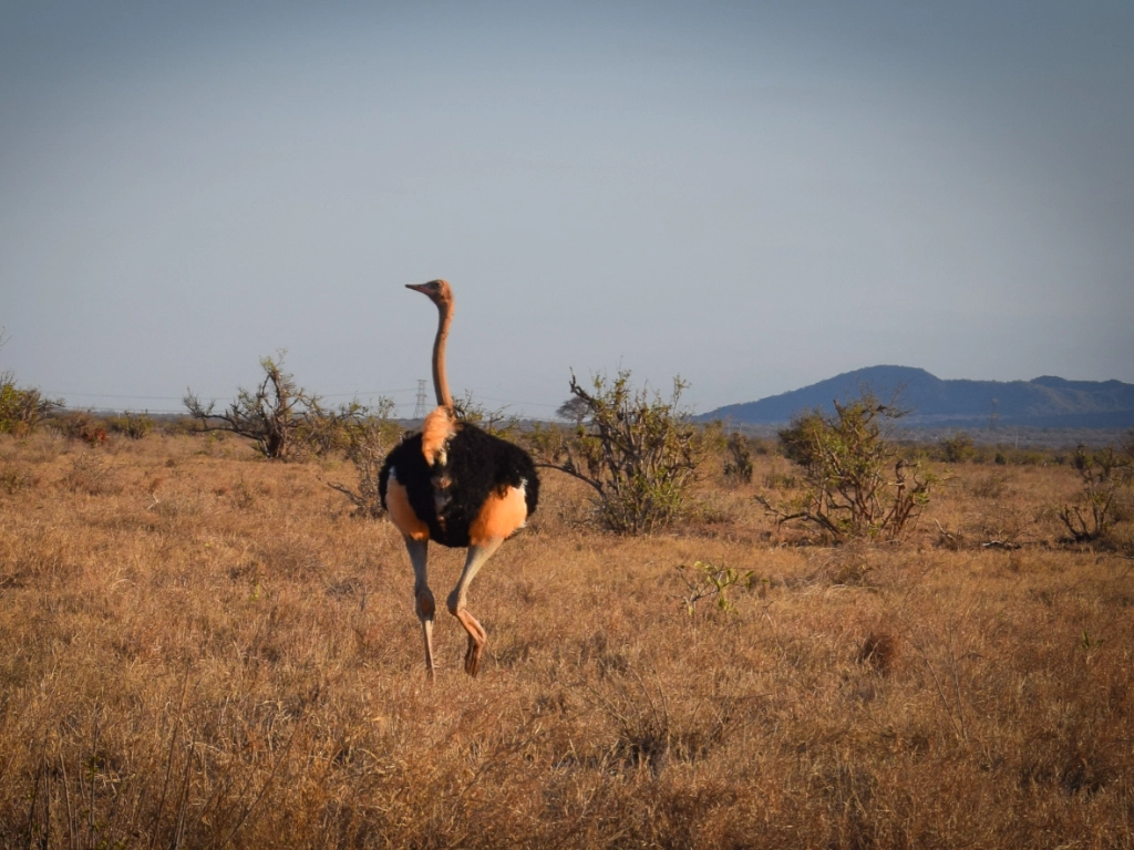Dive and Safari packages - ostrich