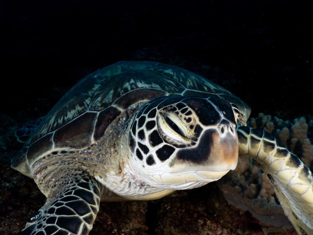 Turtle