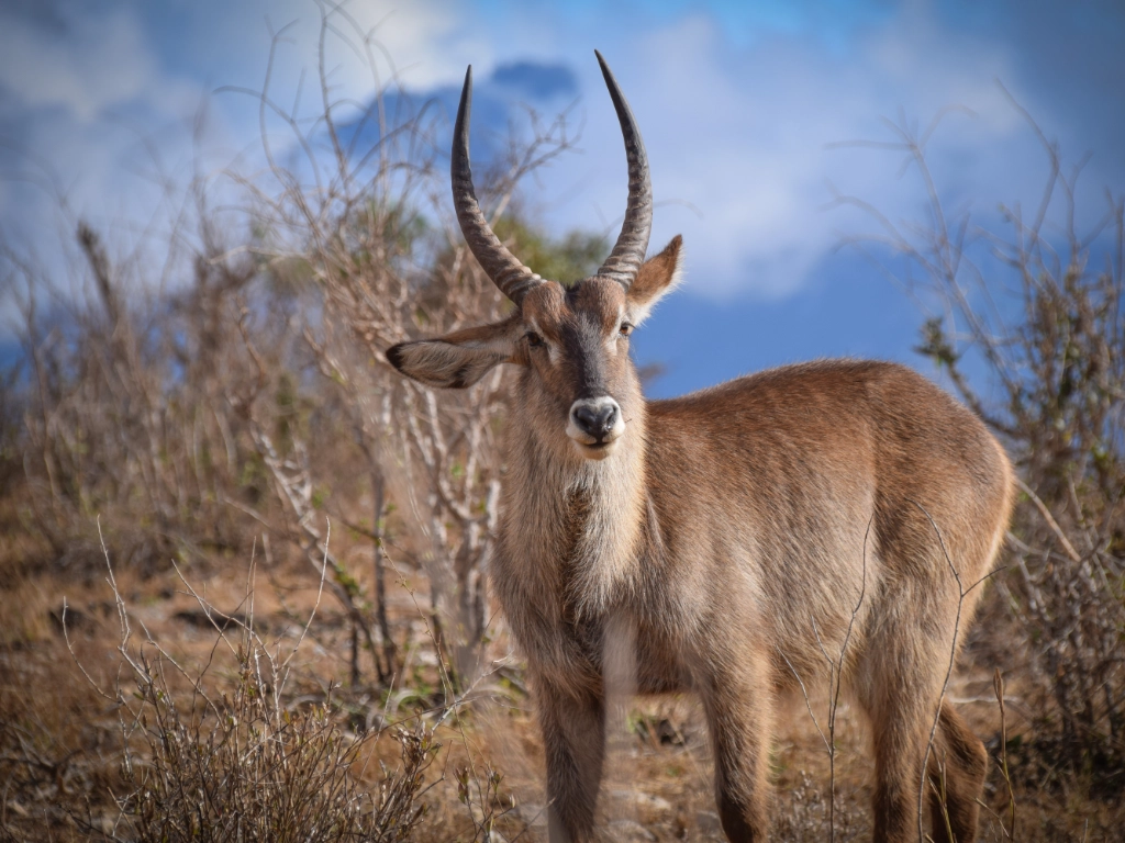 Dive and Safari packages - waterbuck