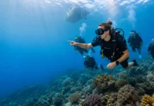 How Much Is a Dive Instructor Internship Actually Worth? dive instructor internship