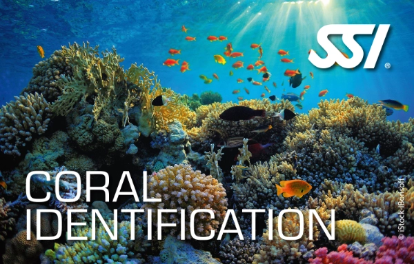SSI Coral Identification Specialty card