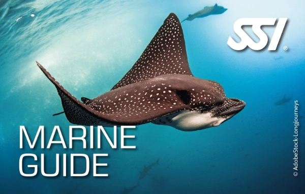 SSI Marine Guide certification card