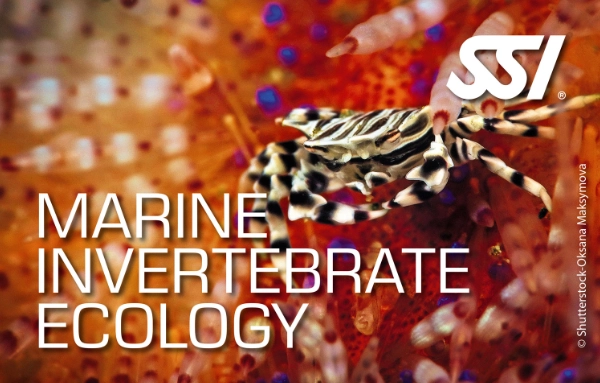 SSI Marine Invertebrate Ecology course card