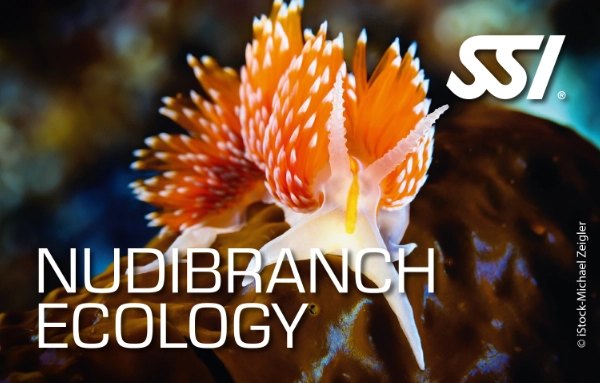 SSI Nudibranch Ecology course card