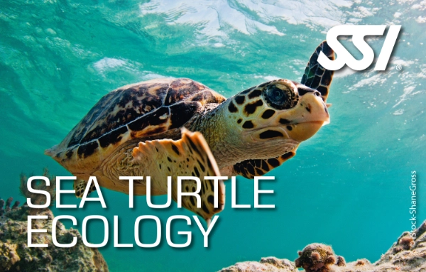 SSI Sea Turtle Ecology Specialty card