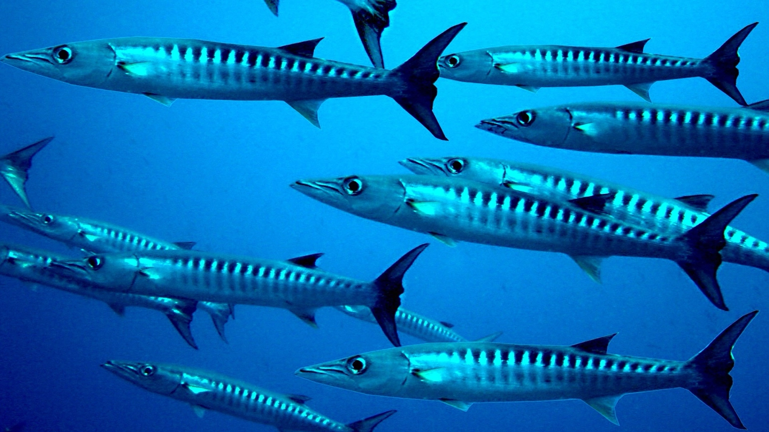 Barracuda underwater