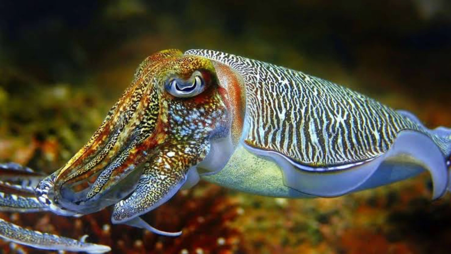 Cuttlefish underwater