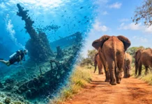 Escape the Cold: A Kenya Dive and Safari Holiday with Ocean Tribe Dive and Safari this winter