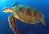 What Can You See Diving in Diani? Marine Life Guide green turtle