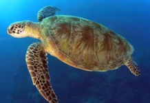 What Can You See Diving in Diani? Marine Life Guide green turtle