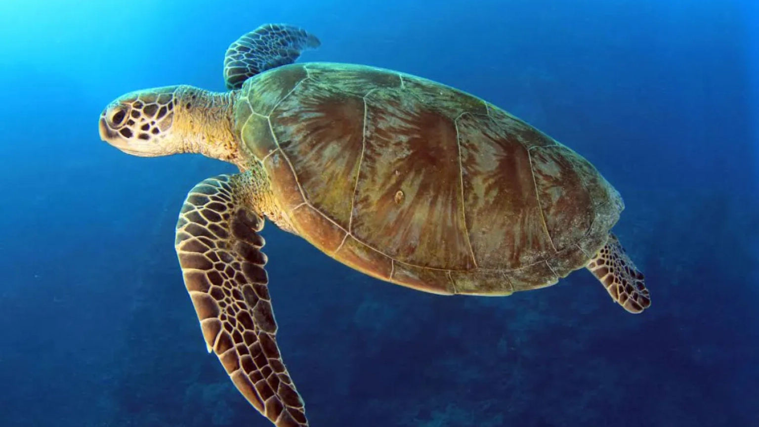 Green turtle swimming above a Diani coral reef
