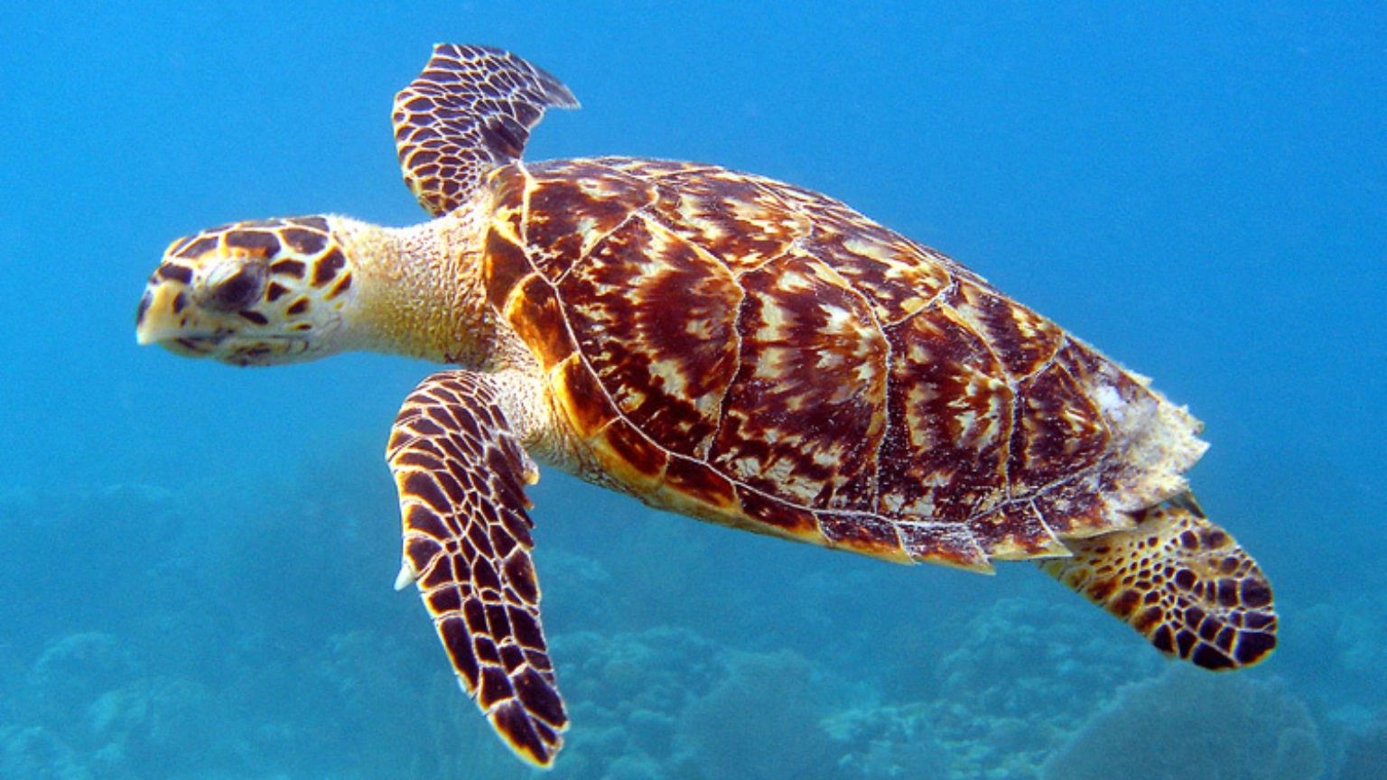 Hawksbill turtle swimming underwater in Diani, Kenya