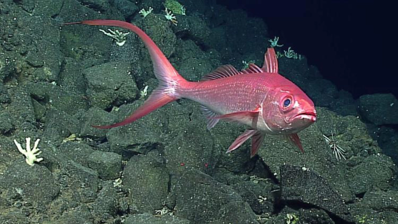 Red snapper above the reef