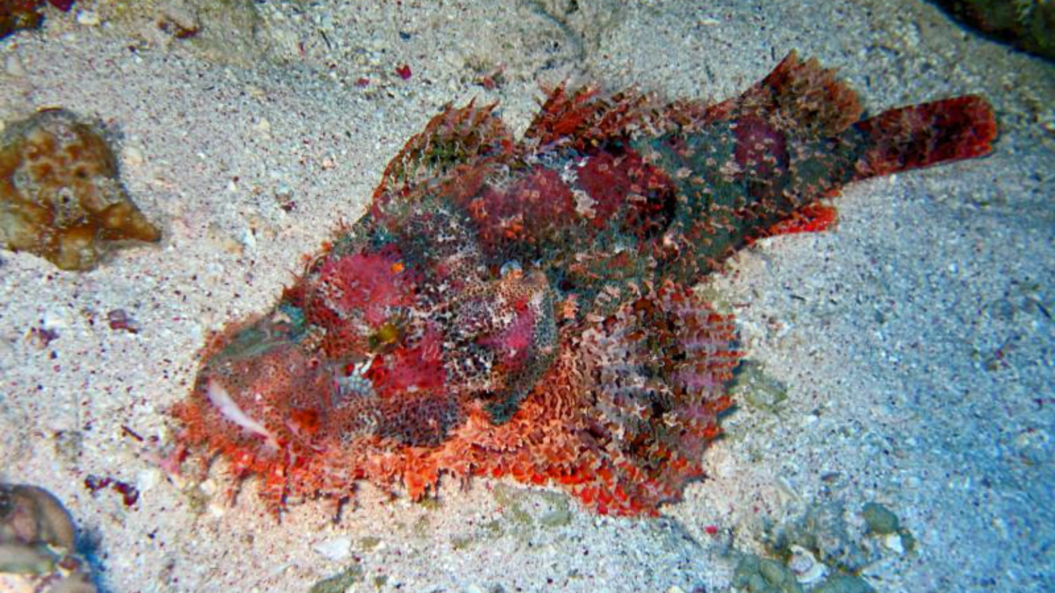 Bearded scorpionfish camouflaged on the reef