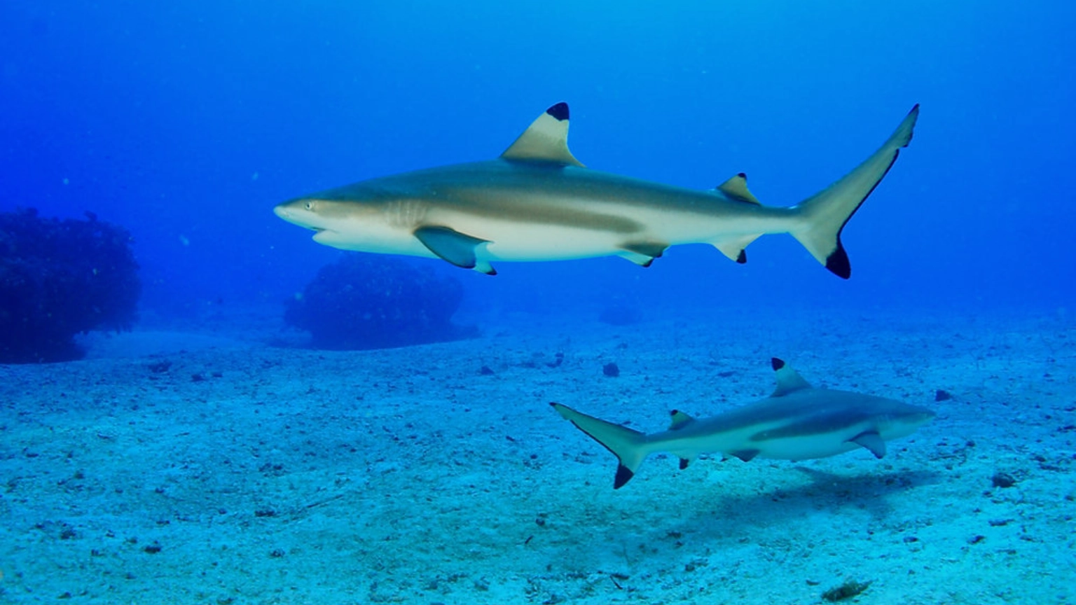Blacktip reef shark