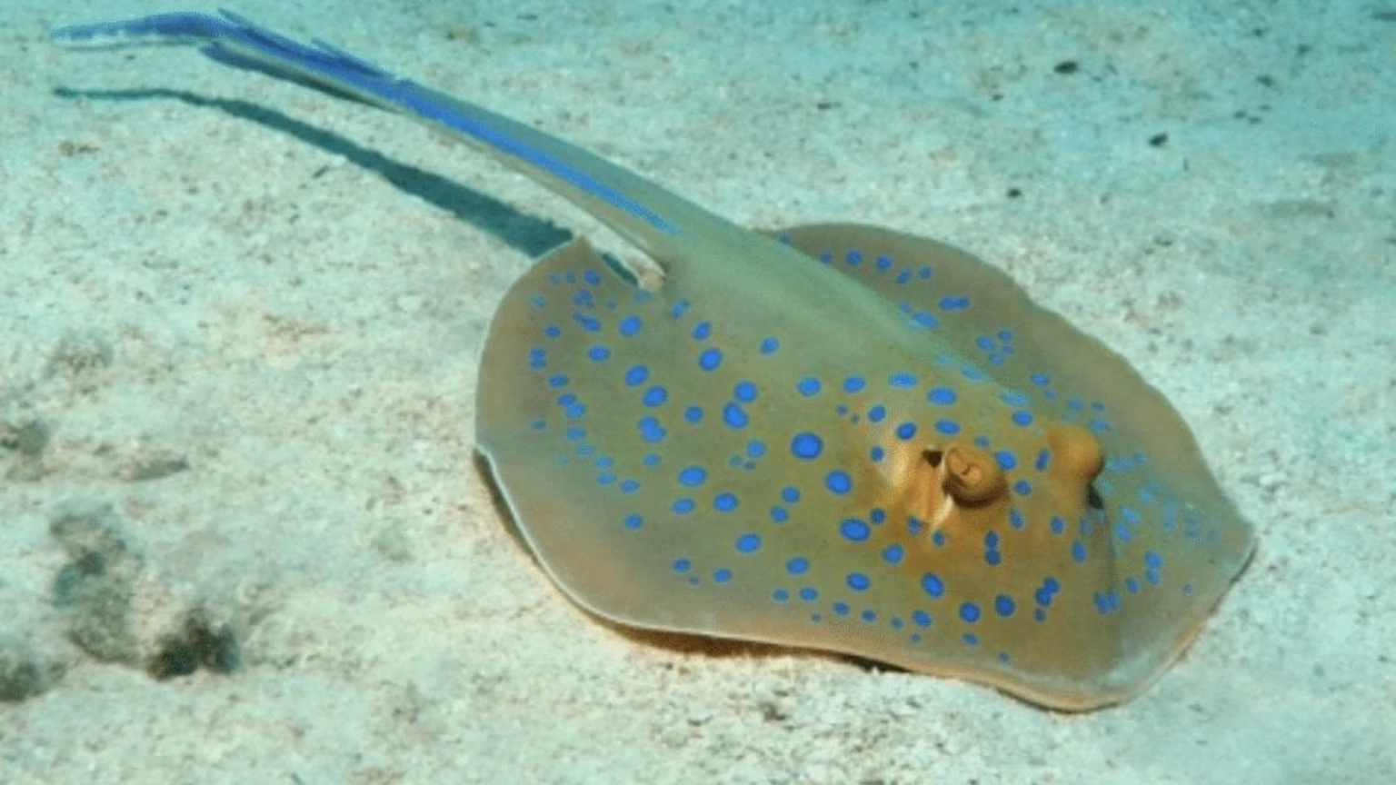 Blue-spotted stingray on the sandy seabed