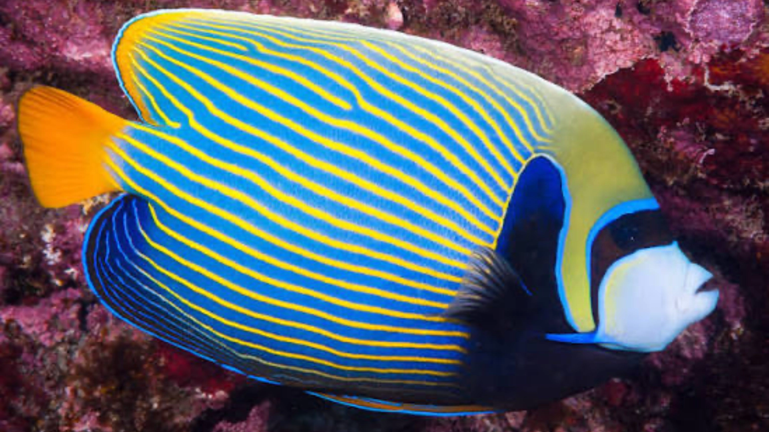 Emperor angelfish swimming above the reef