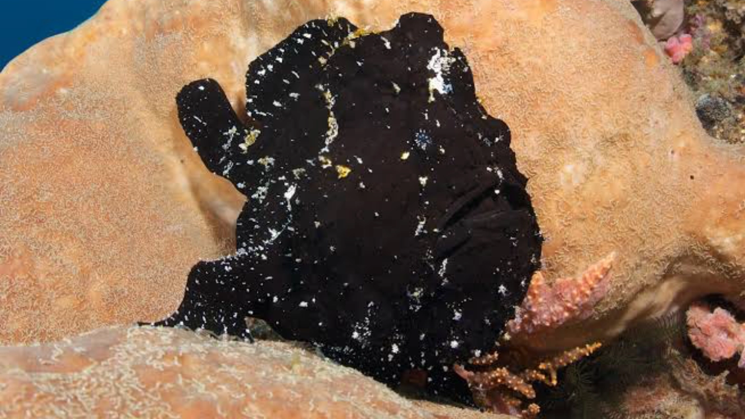 Frogfish camouflaged on a coral reef