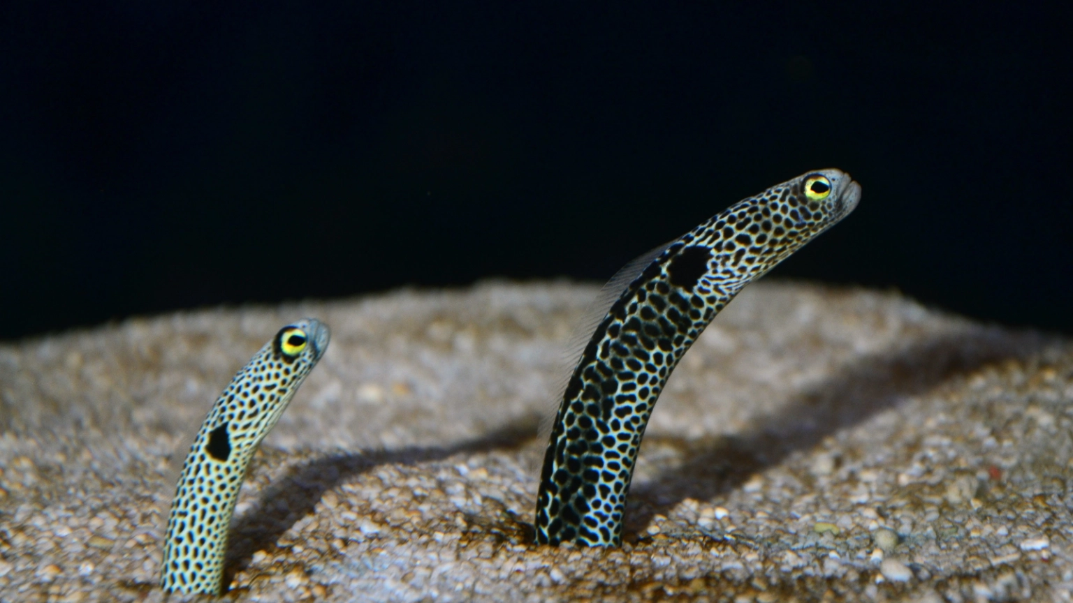 Garden eels rising from a sandy seabed