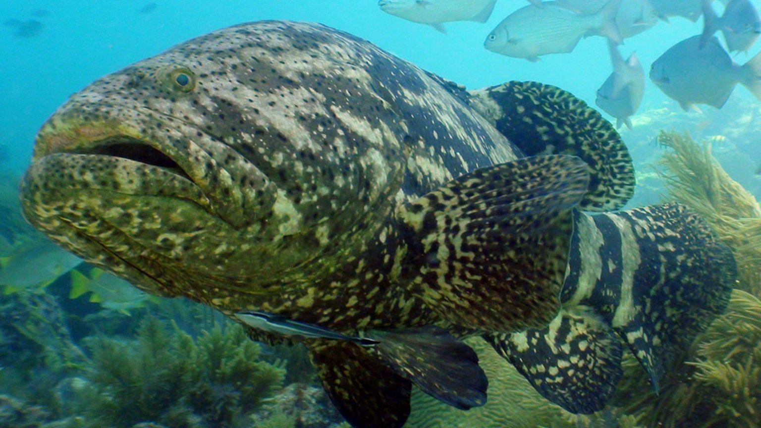 Grouper