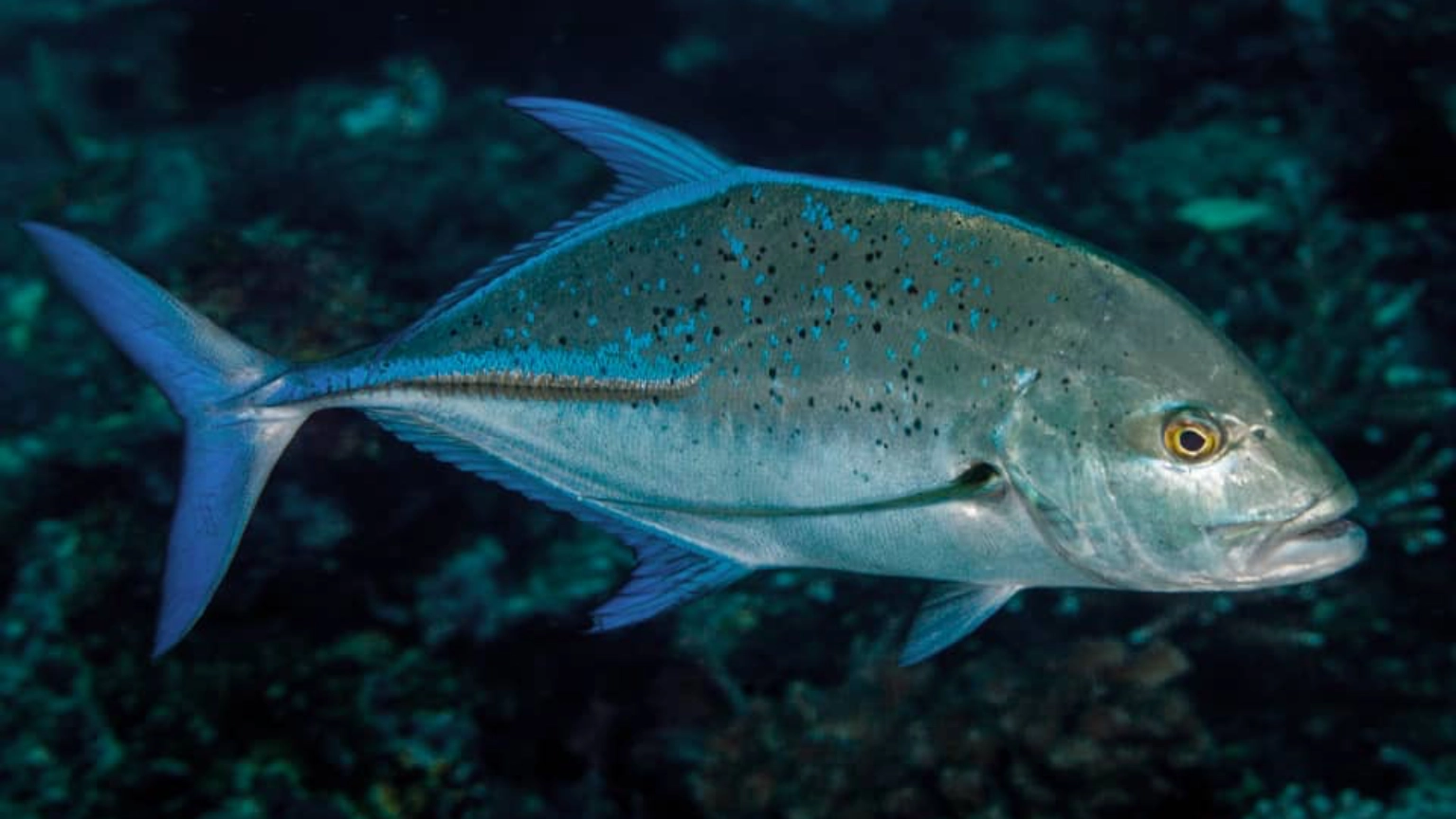Trevally swimming in blue water