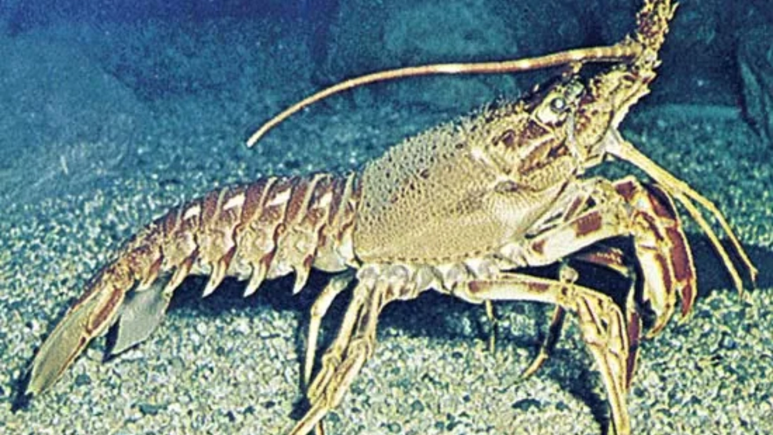Lobster in a reef crevice