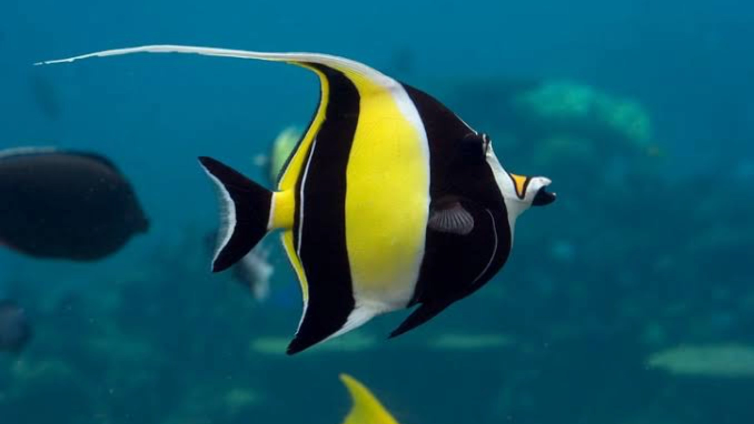 Moorish idol