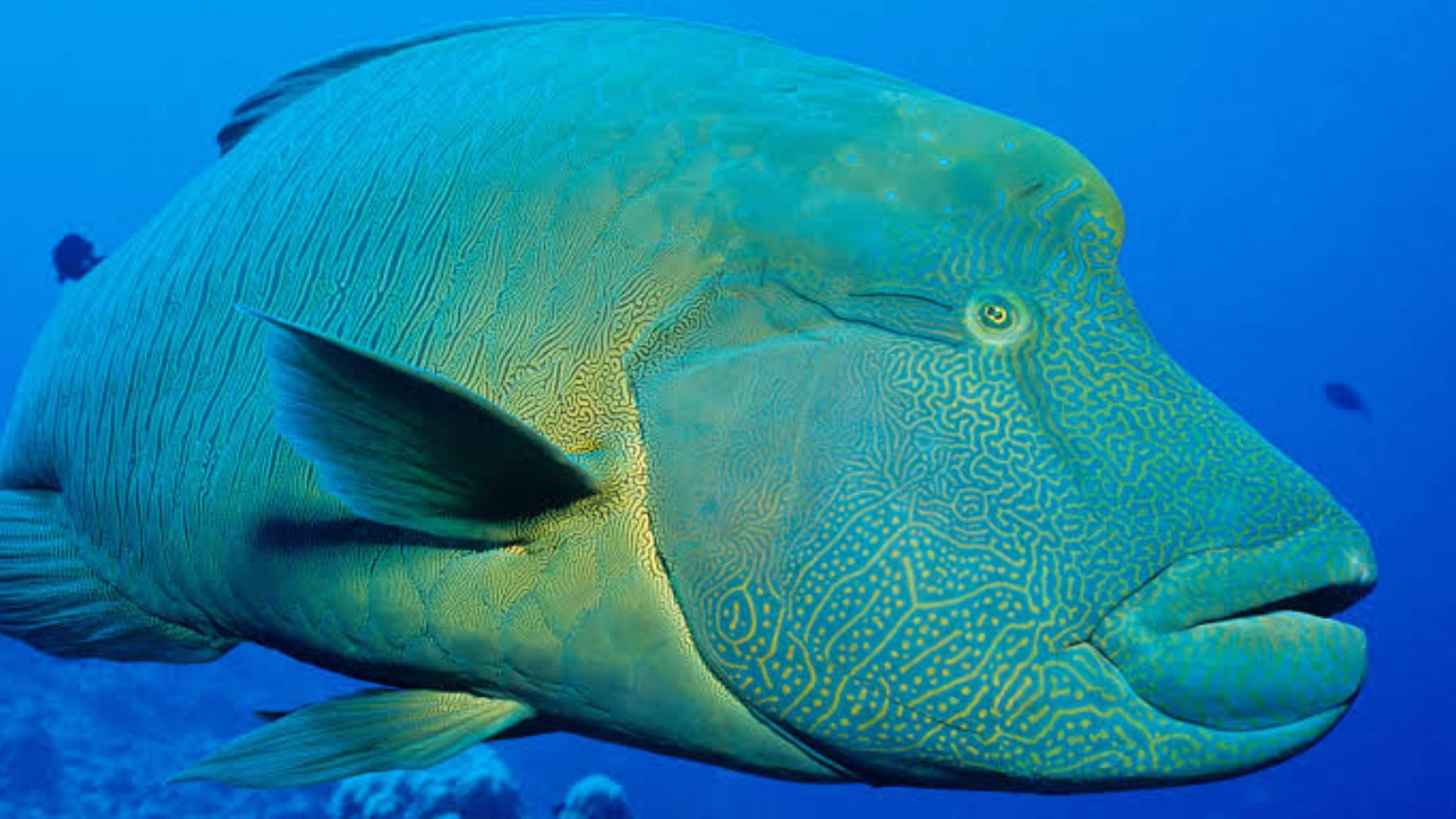 Napoleon wrasse